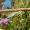 PAPILLON. MACHAON. L'émergence du papillon (Imago) est proche. Jardin FAY. BRUNO GODET